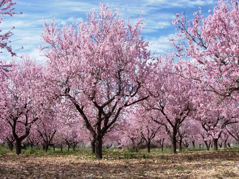 Mandelblüten Bäume